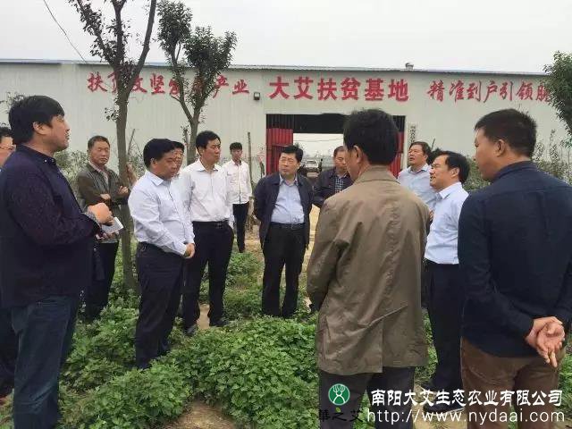 唐河县县委书记到访大艾艾草种植基地