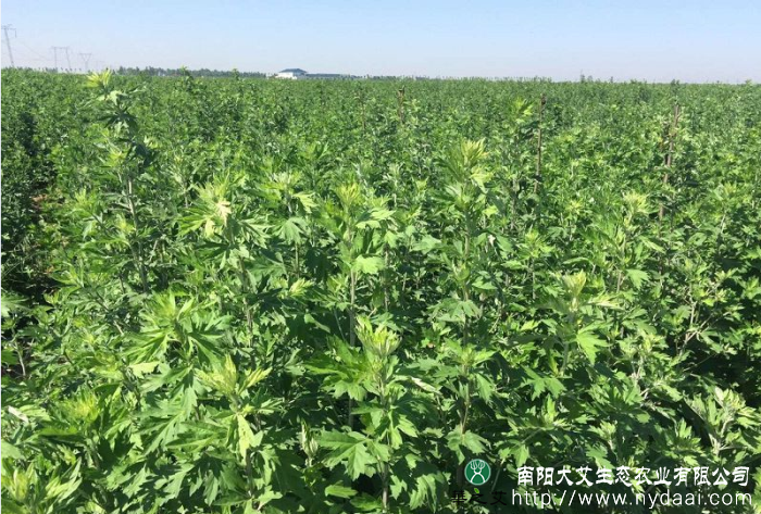 大艾农业 艾草种植基地展示