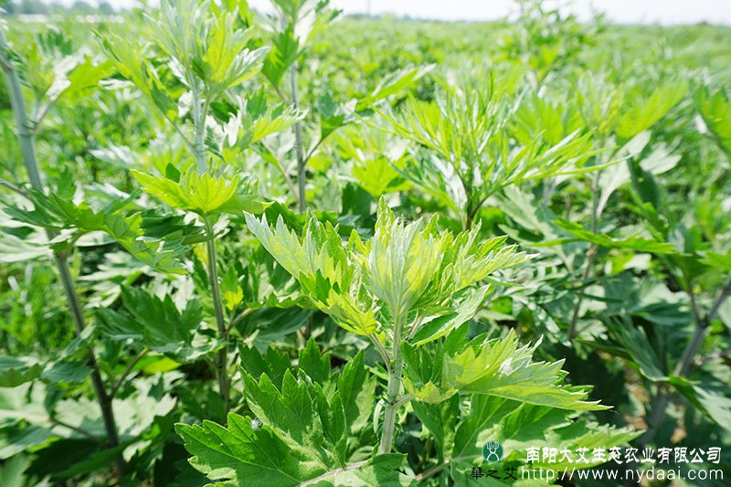 2019年艾草种植图片展示