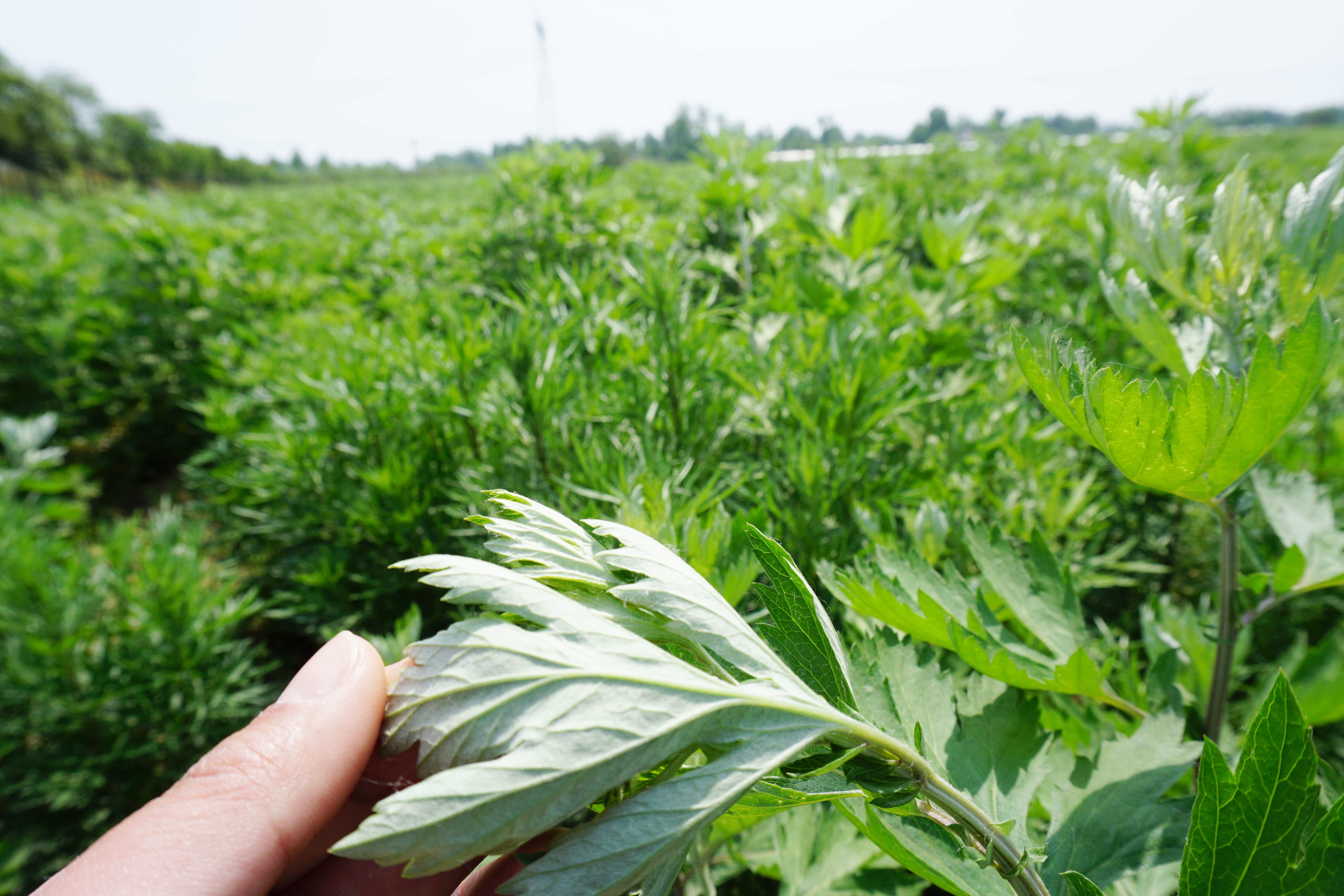 唐河艾草种植：特色农业成绩斐然