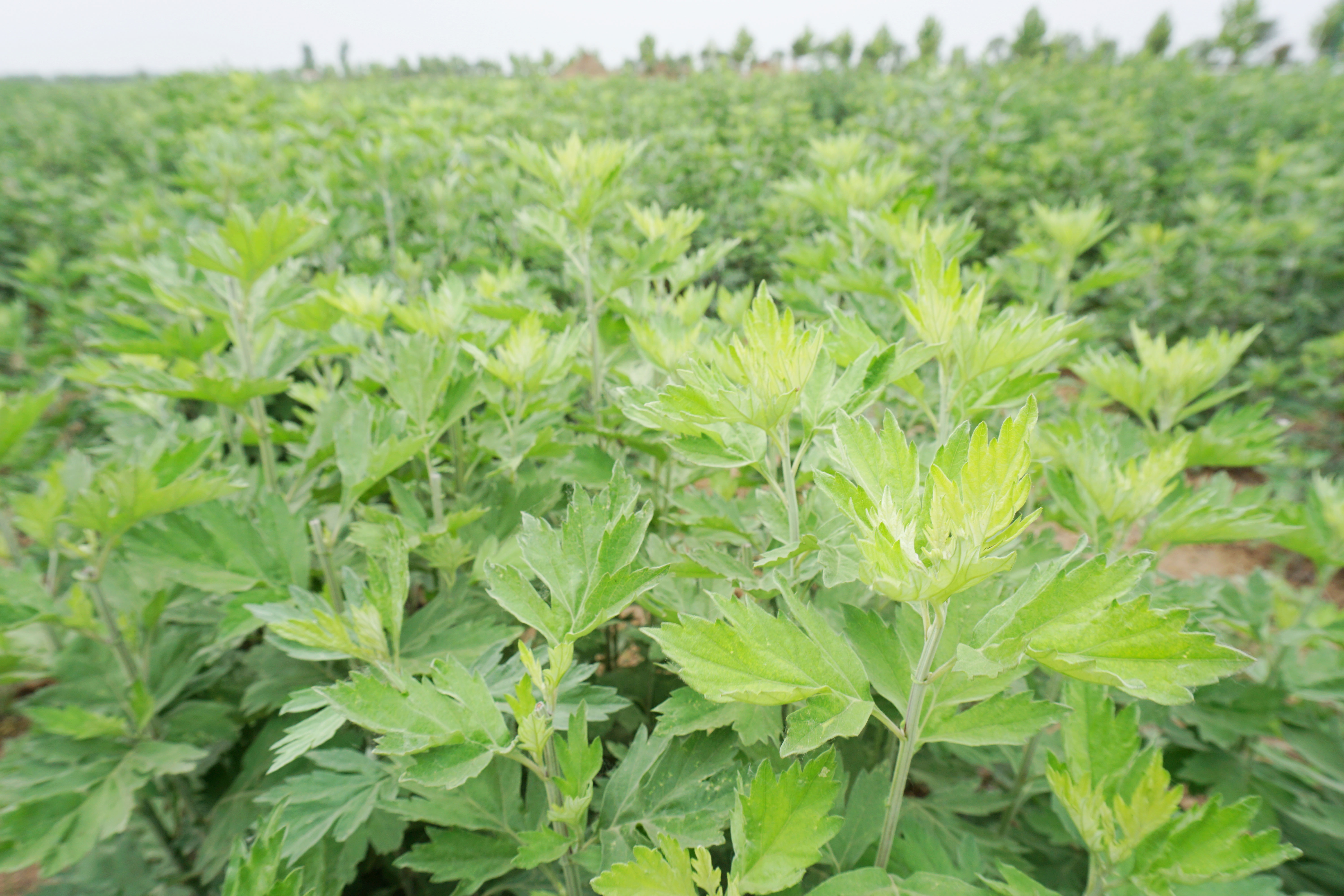 艾草产业链富了众乡邻 野生艾草变成“宝”