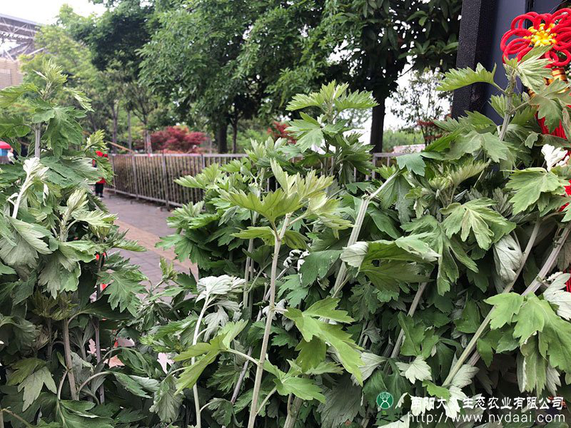 大艾生态农业：艾草种植撑起健康产业